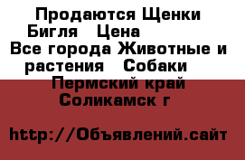 Продаются Щенки Бигля › Цена ­ 35 000 - Все города Животные и растения » Собаки   . Пермский край,Соликамск г.